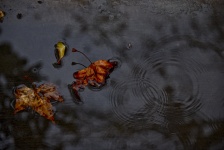 Dark Puddle of Water