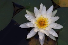 Detailed Waterlily Flower