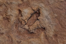 Dinosaur Impression In Rock