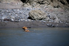 Kutya a vízben