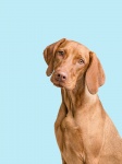 Portret psa Vizsla
