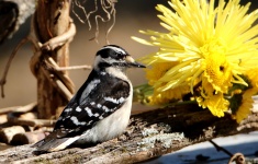 Downy Woodpecker and Yellow Mums