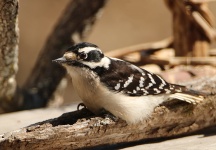 Downy Woodpecker Primer plano