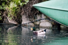 Duck și canoe