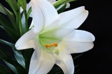 Easter Lily Close-up