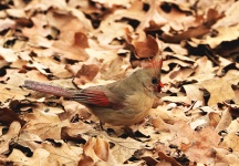 Female Cardinal In Leaves