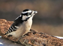 Mujer Downy Woodpecker Close-up
