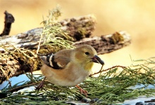 Feminin Goldfinch Close-up