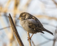 Female House Sparrow