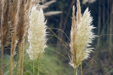 Reed Flowers