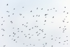 Vol d'oiseaux
