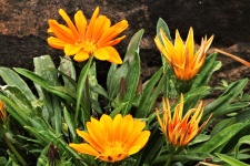 Čtyři oranžové květiny Gazania