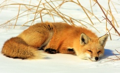 Fox en la nieve