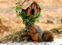 Fox Squirrel And Bird House