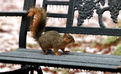 Fox Squirrel On Ice Covered Bench