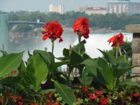 Géraniums à Niagara Falls