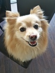 姜彩色的博美犬