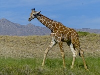 Girafe sur une savane