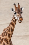 Retrato de girafa