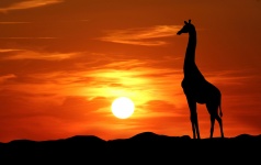 Zsiráf sziluett a naplementében