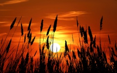 Sylwetka trawa zachód słońca