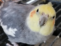 Gray Cockatiel