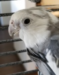 Cockatiel grigio