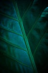 Green Blue Leaf Detail