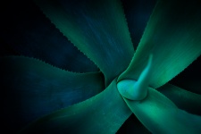 Green blue succulent plant