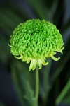 Grön chrysanthemum närbild