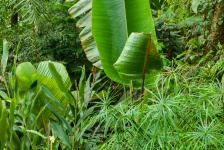 Zöld dzsungel növényzet