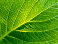 緑の葉の細部