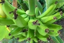 Bananes en pleine croissance