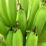 Растущие бананы