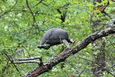Guinea Fowl Roosting in Tree