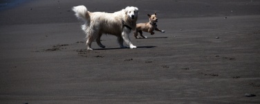 A boldog kutyák a strandon