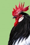 Retrato de galinha
