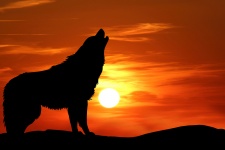 Heulender Wolf-Schattenbild-Sonnenunterg