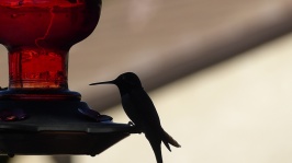 Hummingbird Silhouette