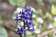 Hyacint jara