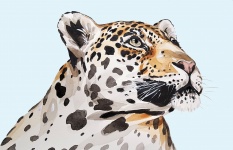 Jaguar, aguarela do leopardo