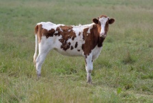 牧草地の若い牛