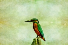 Kingfisher Bird Vintage schilderij