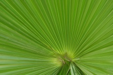 Hoja de palma de abanico verde grande