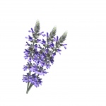 Lavender Flowers Fundo Branco