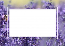 Lavender Photo Frame