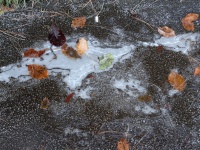 Frunze înghețate pe gheață de iarnă