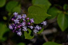 Lilac Colored Flowers