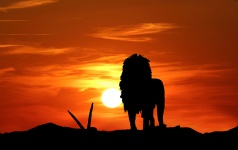 Silhouette de Lion au coucher du soleil