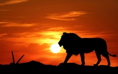 Lion coucher de soleil Silhouette
